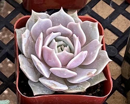 2in Echeveria Lola, 1 Pack Live Mini Succulent Plant Fully Rooted in Pots with Soil Mix, Real House Plant for Indoor Outdoor Home Office Wedding Decoration DIY Projects Party Favor Gift