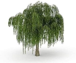 two dwarf weeping willow tree cuttings - burning bush weeping willow - unique and small indoor/outdoor tree shrub plant - excellent bonsai tree - ships bare root, no pot or soil