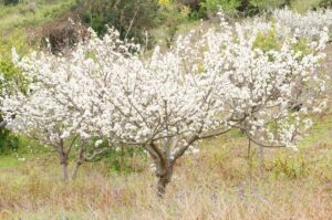 wild plum tree seeds for planting - 10 seeds of prunus umbellata - made in usa, ships from iowa - popular outdoor tree or bonsai