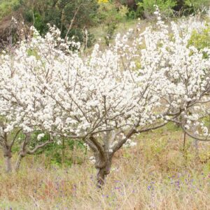 Wild Plum Tree Seeds for Planting - 10 Seeds of Prunus umbellata - Made in USA, Ships from Iowa - Popular Outdoor Tree or Bonsai