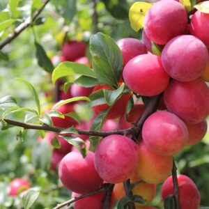 Wild Plum Tree Seeds for Planting - 10 Seeds of Prunus umbellata - Made in USA, Ships from Iowa - Popular Outdoor Tree or Bonsai