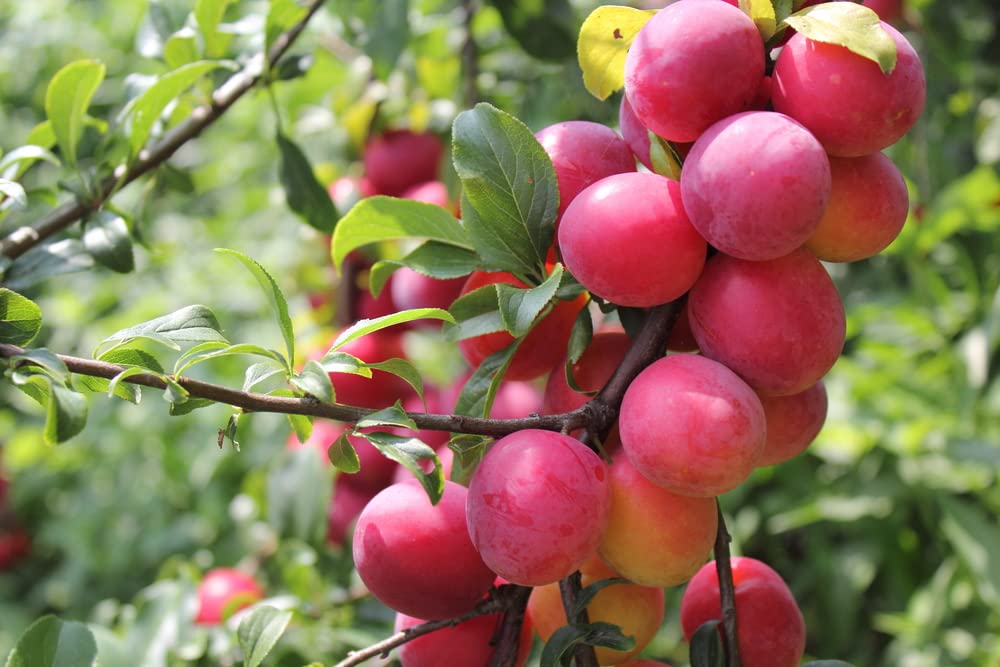 Wild Plum Tree Seeds for Planting - 10 Seeds of Prunus umbellata - Made in USA, Ships from Iowa - Popular Outdoor Tree or Bonsai