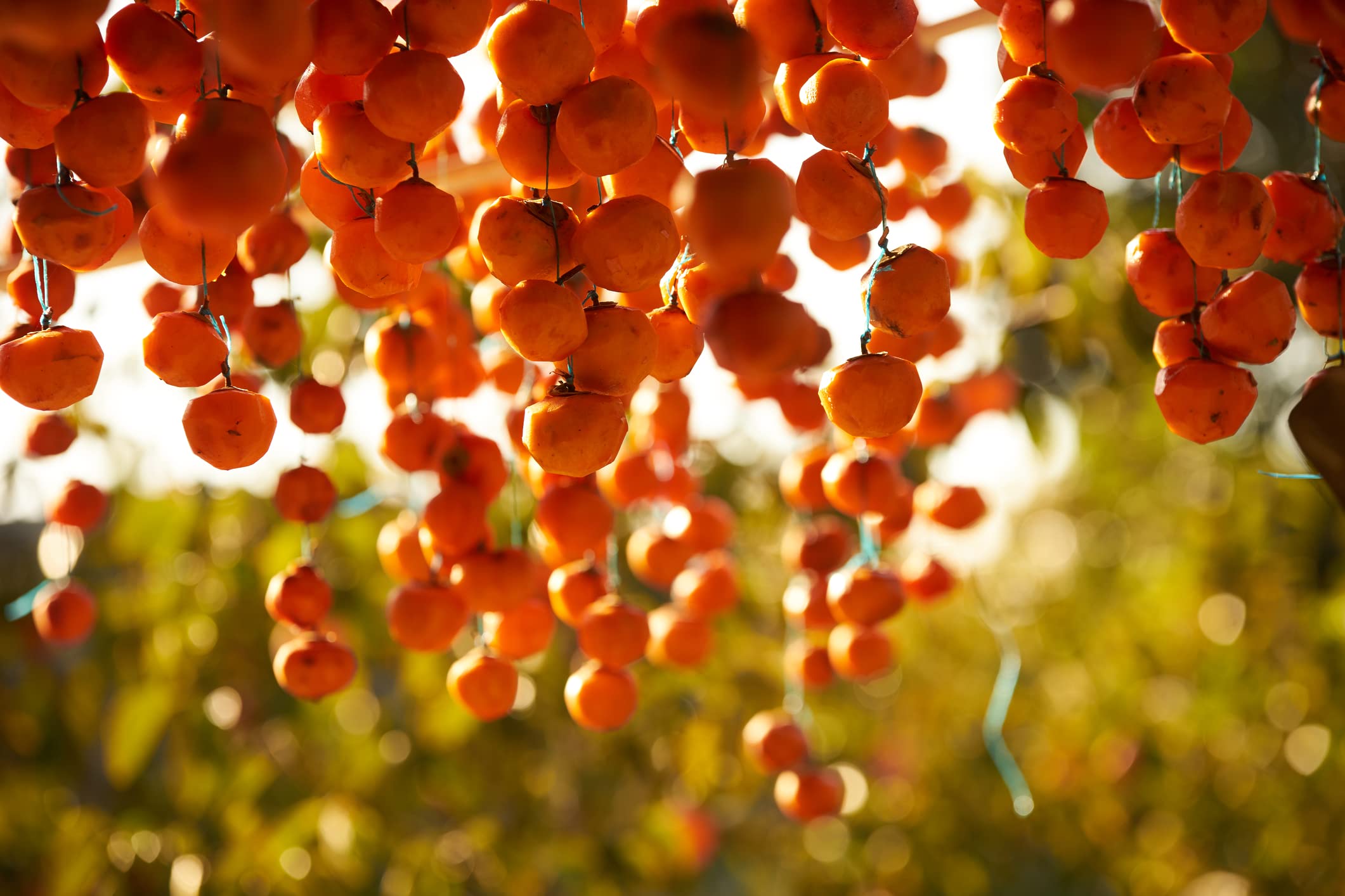 American Persimmon Tree Seeds - 20 Seeds - Made in USA, Ships from Iowa - Popular Outdoor Tree or Bonsai