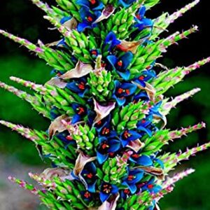 15 Sapphire Tower Seeds for Planting - Rare Flowering Cactus - PUYA Seeds