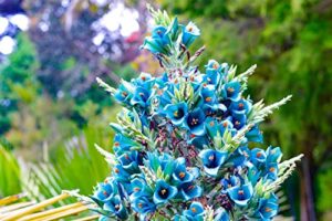 15 sapphire tower seeds for planting - rare flowering cactus - puya seeds