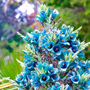 15 Sapphire Tower Seeds for Planting - Rare Flowering Cactus - PUYA Seeds