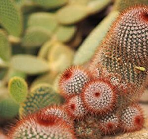 Red Headed Irishman Cactus Seeds for Planting - 25 Seeds -Mammillaria spinosissima v. rubispina - Ships from Iowa, USA - Grow Exotic Succulent Cacti Bonsai