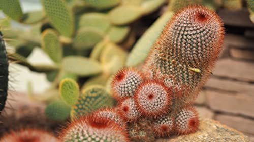 Red Headed Irishman Cactus Seeds for Planting - 25 Seeds -Mammillaria spinosissima v. rubispina - Ships from Iowa, USA - Grow Exotic Succulent Cacti Bonsai