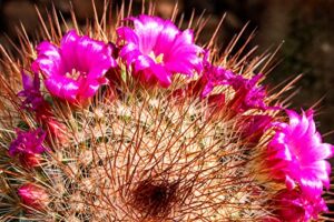 red headed irishman cactus seeds for planting - 25 seeds -mammillaria spinosissima v. rubispina - ships from iowa, usa - grow exotic succulent cacti bonsai