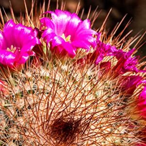 Red Headed Irishman Cactus Seeds for Planting - 25 Seeds -Mammillaria spinosissima v. rubispina - Ships from Iowa, USA - Grow Exotic Succulent Cacti Bonsai