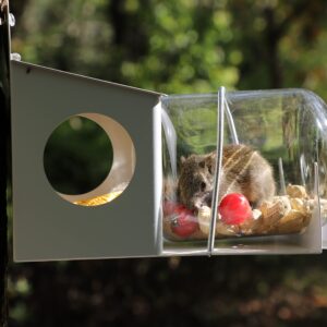 PFNRTH Squirrel Feeder, Backyard Gallon Jar Squirrel Feeder for Outside,Enjoying Squirrels Eating Corn, Peanuts and Seeds.