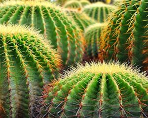 golden barrel cactus seeds - 50 seeds -echinocactus grusonii - ships from iowa, usa - grow exotic succulent cacti bonsai