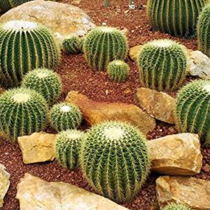 Golden Barrel Cactus Seeds - 50 Seeds -Echinocactus grusonii - Ships from Iowa, USA - Grow Exotic Succulent Cacti Bonsai