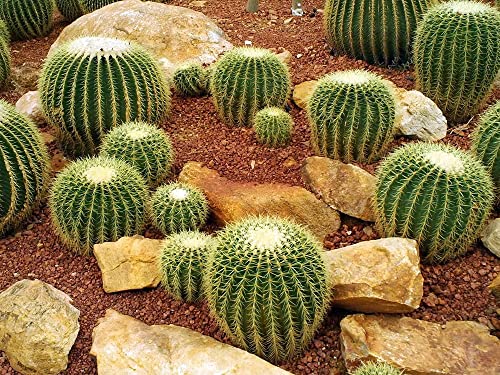 Golden Barrel Cactus Seeds - 50 Seeds -Echinocactus grusonii - Ships from Iowa, USA - Grow Exotic Succulent Cacti Bonsai