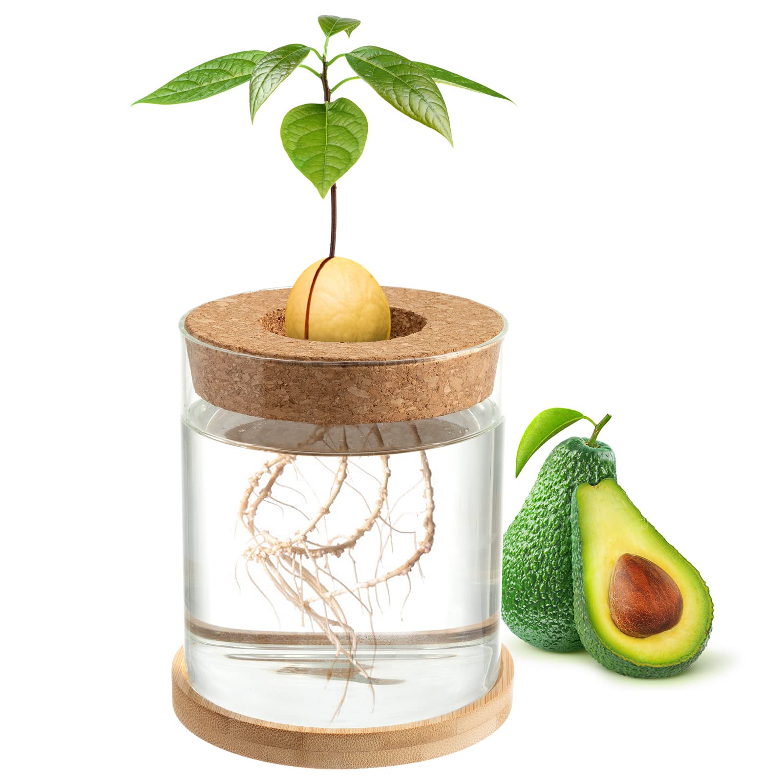 Biggun Avocado Tree Growing Kit - Avocado Pit Planting Bowl with Cork and Wooden Base, Cultivating Seedlings in Novel Way, Great Gift for Family Friends and Gardening Enthusiasts