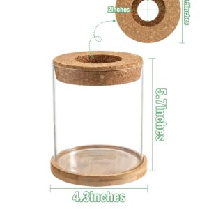 Biggun Avocado Tree Growing Kit - Avocado Pit Planting Bowl with Cork and Wooden Base, Cultivating Seedlings in Novel Way, Great Gift for Family Friends and Gardening Enthusiasts