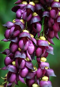 climbing jade vine seeds to plant - 4 big healthy seeds - mucuna sempervirens seeds to grow - rare