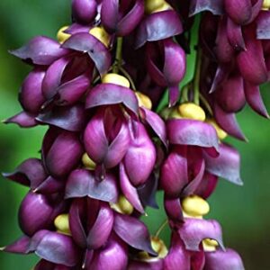 Climbing Jade Vine Seeds to Plant - 4 Big Healthy Seeds - Mucuna Sempervirens Seeds to Grow - Rare