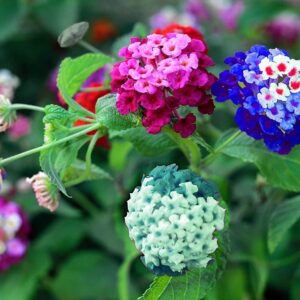 Lantana Flower Seeds for Planting - 200+ Mixed Color Flower Seeds to Plant - Made in USA, Ships from Iowa. Very Good Butterfly Plant