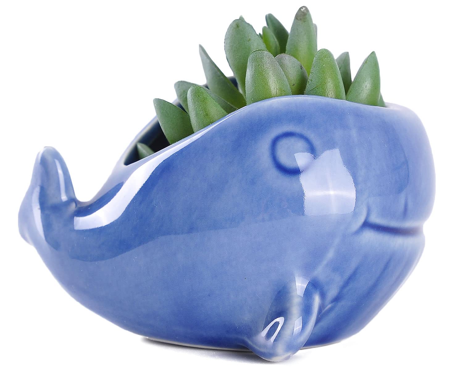 VanEnjoy 5" Ceramic Succulent Pot, Cute Ocean Blue Seashell Series, Conch Shaped Cactus Pot Planter, Flower Pot, Pottery Bonsai Pot (Dark Blue Whale)