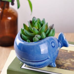 VanEnjoy 5" Ceramic Succulent Pot, Cute Ocean Blue Seashell Series, Conch Shaped Cactus Pot Planter, Flower Pot, Pottery Bonsai Pot (Dark Blue Whale)