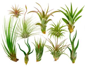 it blooms rainforest grown 10 pack assorted air plants - live tillandsia - easy care house plants - 30 day guarantee