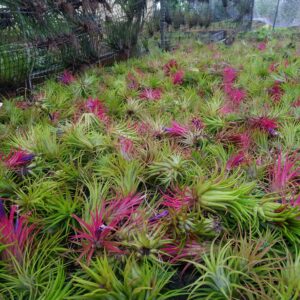 It Blooms Rainforest Grown 10 Pack Assorted Air Plants - Live Tillandsia - Easy Care House Plants - 30 Day Guarantee