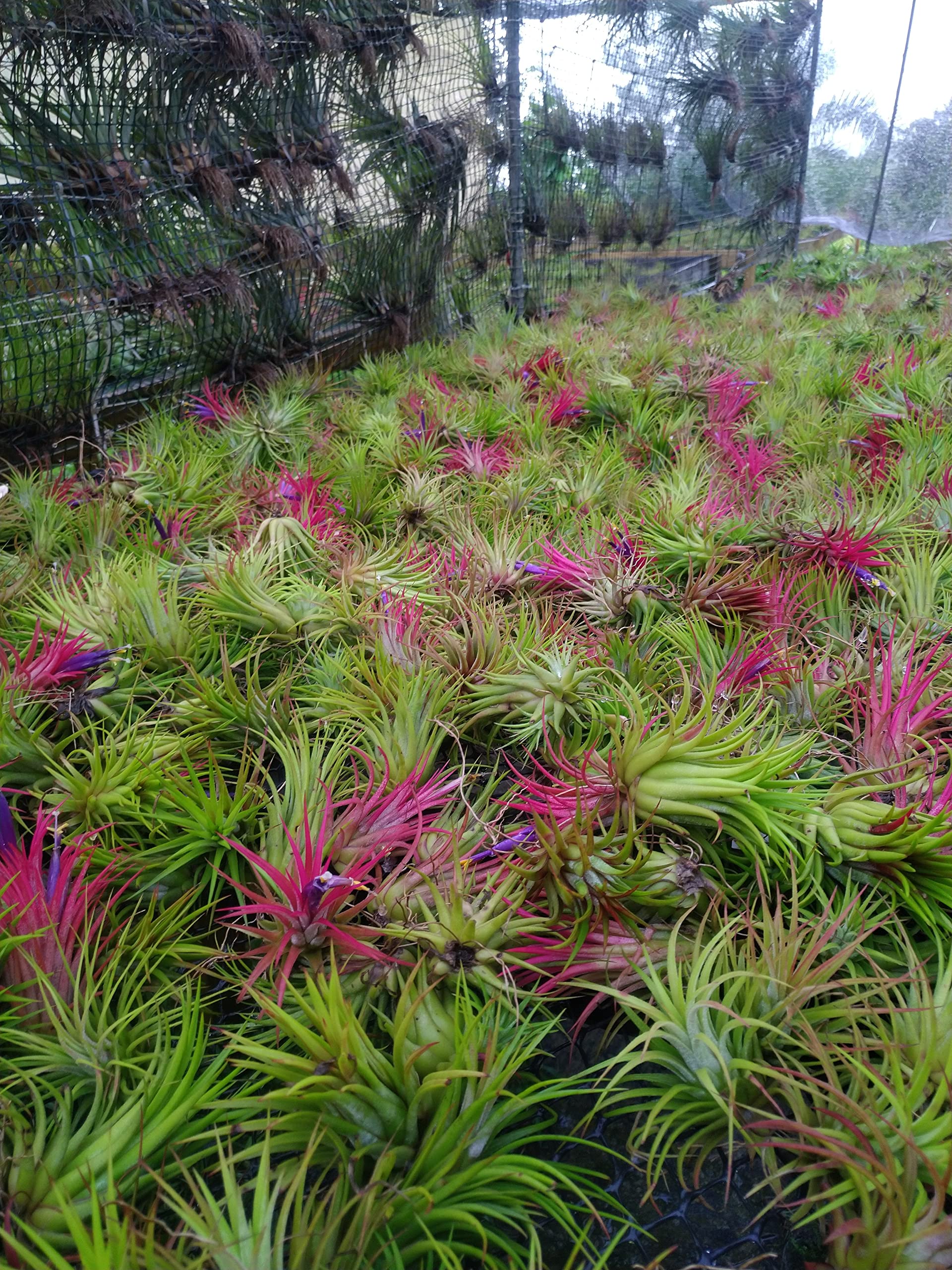 It Blooms Rainforest Grown 10 Pack Assorted Air Plants - Live Tillandsia - Easy Care House Plants - 30 Day Guarantee