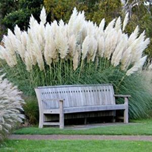 Giant White Pampas Grass Seeds - 1,000 Seeds - Ships from Iowa, Made in USA - Ornamental Landscape Grass or Privacy Plant