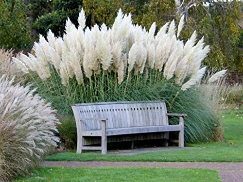 Giant White Pampas Grass Seeds - 1,000 Seeds - Ships from Iowa, Made in USA - Ornamental Landscape Grass or Privacy Plant