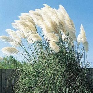 Giant White Pampas Grass Seeds - 1,000 Seeds - Ships from Iowa, Made in USA - Ornamental Landscape Grass or Privacy Plant