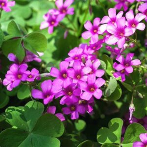 20g Red Oxalis corymbosa DC Bulbs Red Shamrock Wood Sorrel Flower Oxalis triangularis Purple Shamrock Bulbs Red Shamrock for Home Garden Outdoor Planting.