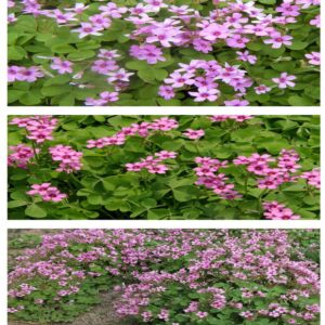 20g Red Oxalis corymbosa DC Bulbs Red Shamrock Wood Sorrel Flower Oxalis triangularis Purple Shamrock Bulbs Red Shamrock for Home Garden Outdoor Planting.