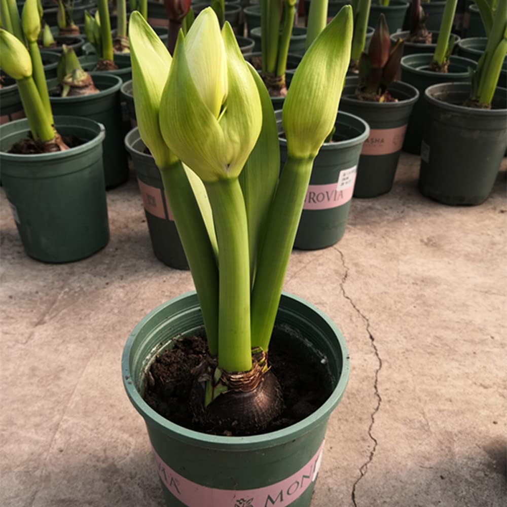 1pcs Amaryllis Bulbs Flowers Flowering Bulbs Exotic Beautiful Spectacular Flowers Bulb for Home Garden Planting.