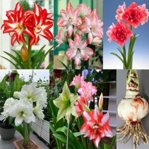 1pcs amaryllis bulbs flowers flowering bulbs exotic beautiful spectacular flowers bulb for home garden planting.