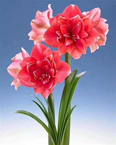 1pcs Amaryllis Bulbs Flowers Flowering Bulbs Exotic Beautiful Spectacular Flowers Bulb for Home Garden Planting.