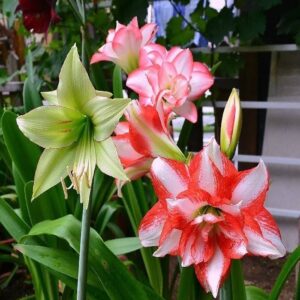 1pcs Amaryllis Bulbs Flowers Flowering Bulbs Exotic Beautiful Spectacular Flowers Bulb for Home Garden Planting.