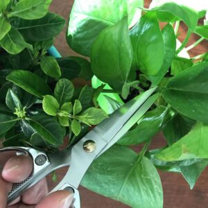 Horsvill Indoor Plant Shears Garden Scissors, Houseplant Shears Made of Japan SK5 Stainless Steel, Flowers Herbs and Plant Cutters, Clippers, Trimmers, Loppers, Bonsai Potted Plant Pruning Scissors