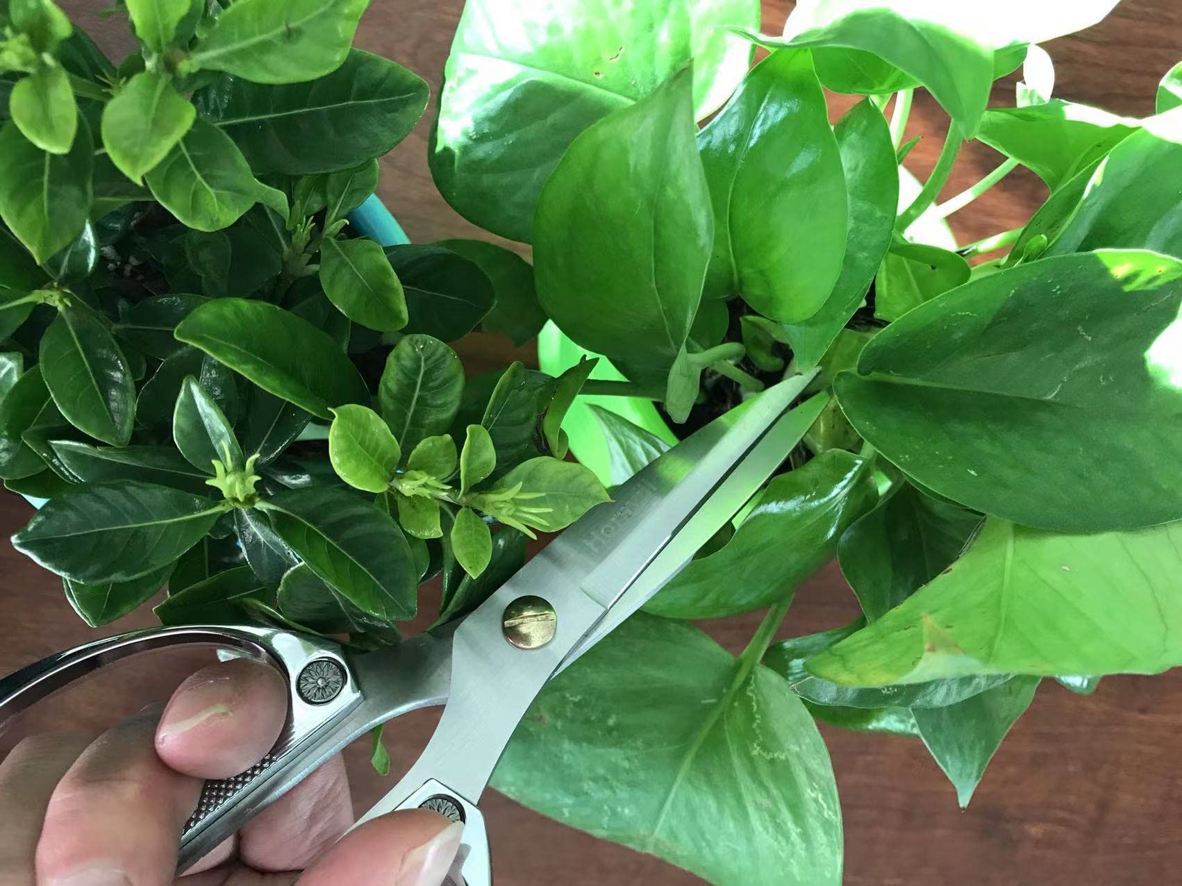 Horsvill Indoor Plant Shears Garden Scissors, Houseplant Shears Made of Japan SK5 Stainless Steel, Flowers Herbs and Plant Cutters, Clippers, Trimmers, Loppers, Bonsai Potted Plant Pruning Scissors