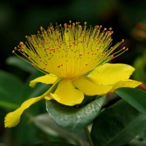 tke farms & gardens - st. john's wort seeds for planting, 250 mg, 2000 heirloom non-gmo seeds, packet includes instructions for growing, hypericum perforatum