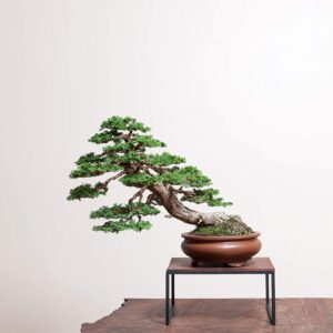 hinoki cypress bonsai tree seeds - 50 seeds to grow - evergreen bonsai tree - ships from iowa, usa