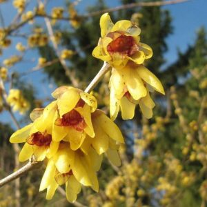 Wintersweet Tree Seeds - 30 Seeds to Plant - Chimonanthus praecox - Ships from Iowa, USA