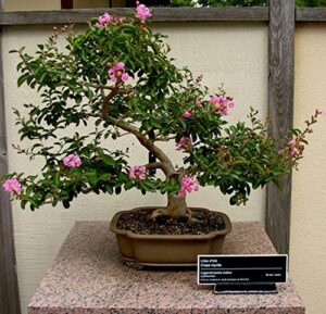 crape myrtle bonsai tree seeds - 50 seeds - beautiful flowering tree - crape myrtle