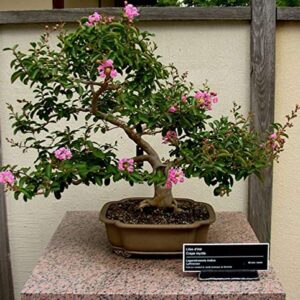 Crape Myrtle Bonsai Tree Seeds - 50 Seeds - Beautiful Flowering Tree - Crape Myrtle