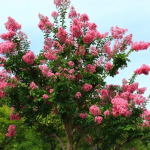 Crape Myrtle Bonsai Tree Seeds - 50 Seeds - Beautiful Flowering Tree - Crape Myrtle
