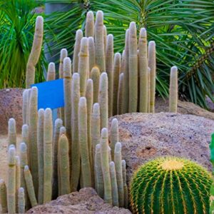 30 silver torch cactus seeds - cleistocactus strausii cacti seeds - ships from iowa, usa - grow exotic succulent cacti bonsai