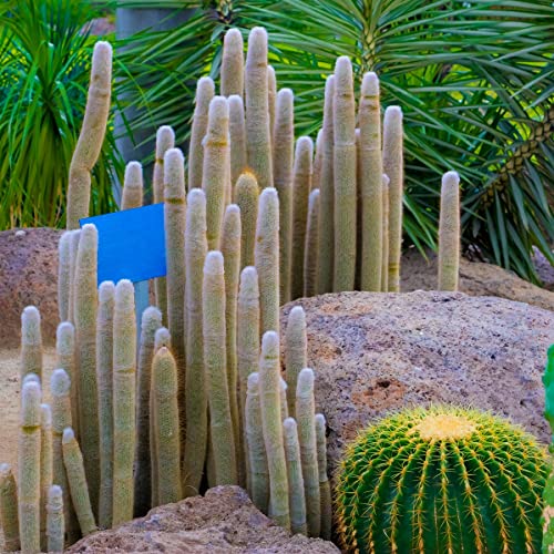 30 Silver Torch Cactus Seeds - Cleistocactus strausii Cacti Seeds - Ships from Iowa, USA - Grow Exotic Succulent Cacti Bonsai