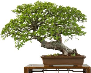 chinese elm bonsai tree seeds - 50 seeds - prized bonsai specimen