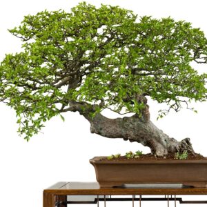 Chinese Elm Bonsai Tree Seeds - 50 Seeds - Prized Bonsai Specimen