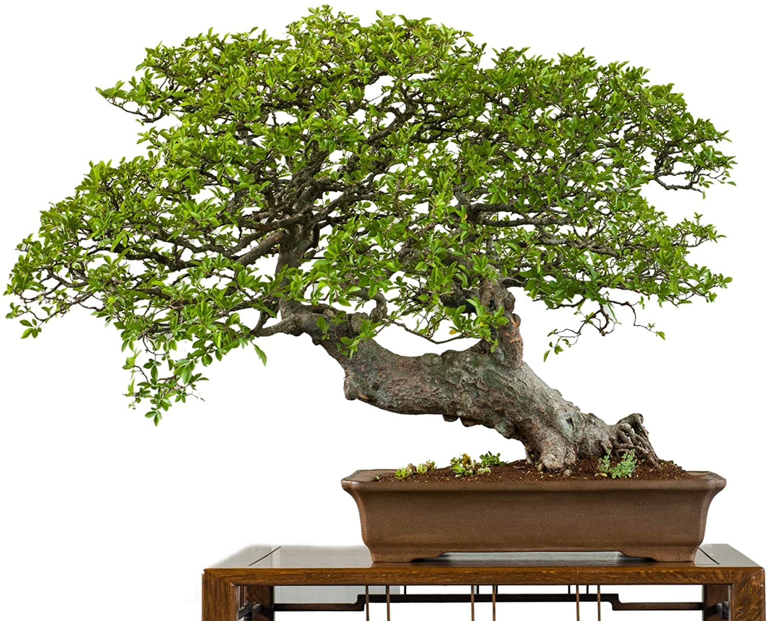 Chinese Elm Bonsai Tree Seeds - 50 Seeds - Prized Bonsai Specimen